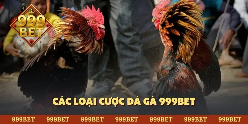 Các loại cược đá gà 999BET