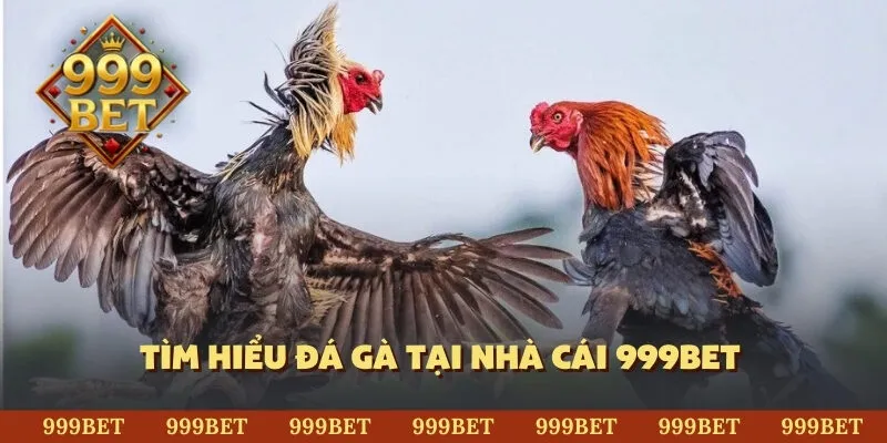 Tìm hiểu đá gà tại nhà cái 999BET