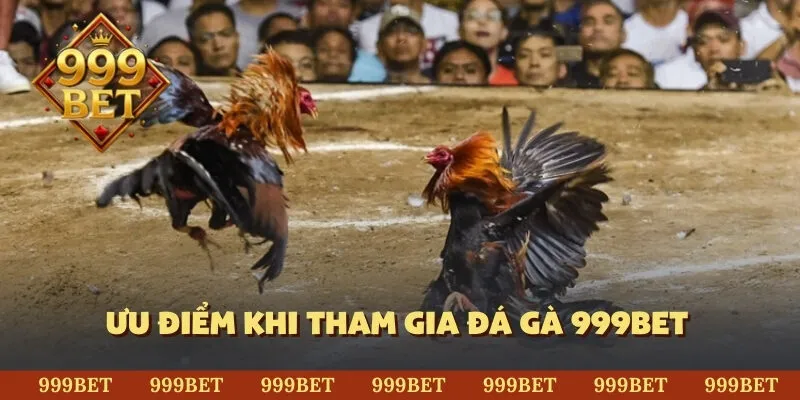Ưu điểm khi tham gia đá gà 999BET