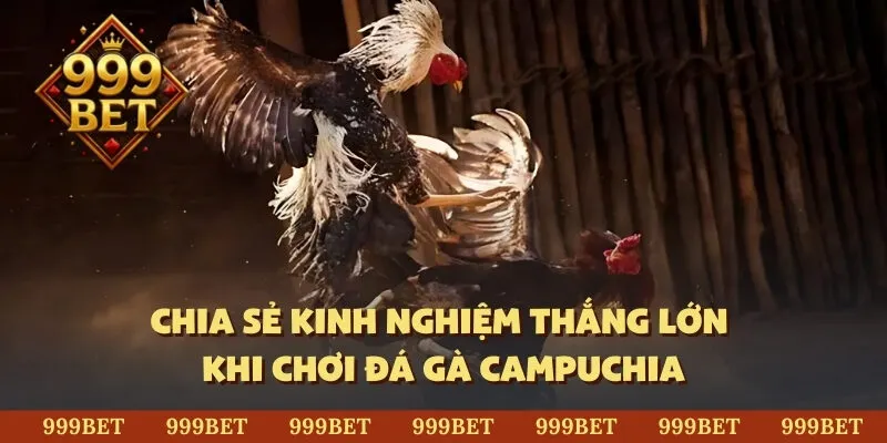Chia sẻ kinh nghiệm thắng lớn khi chơi đá gà Campuchia