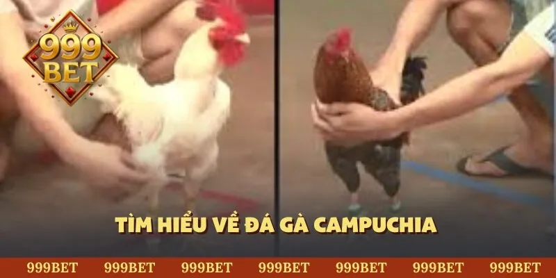 Tìm hiểu về đá gà Campuchia