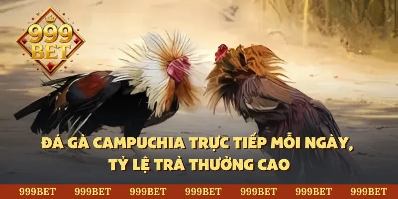 Đá gà Campuchia trực tiếp mỗi ngày, tỷ lệ trả thưởng cao