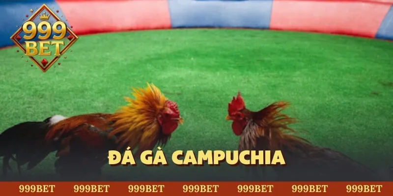 đá gà Campuchia