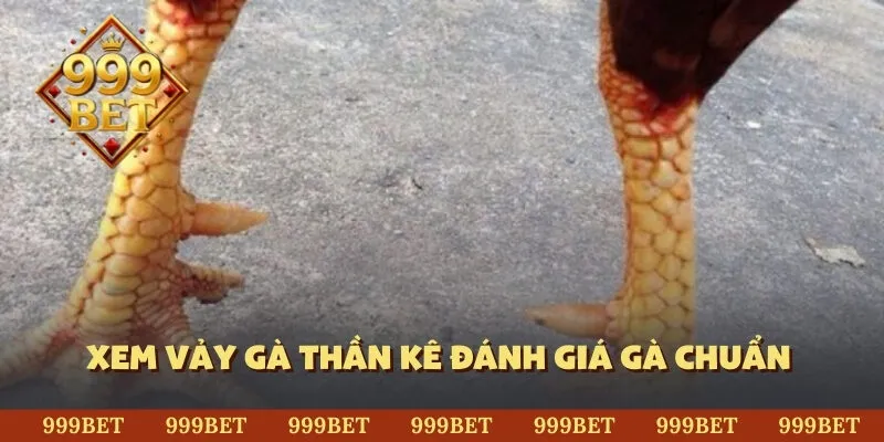 Xem vảy gà thần kê đánh giá gà chuẩn