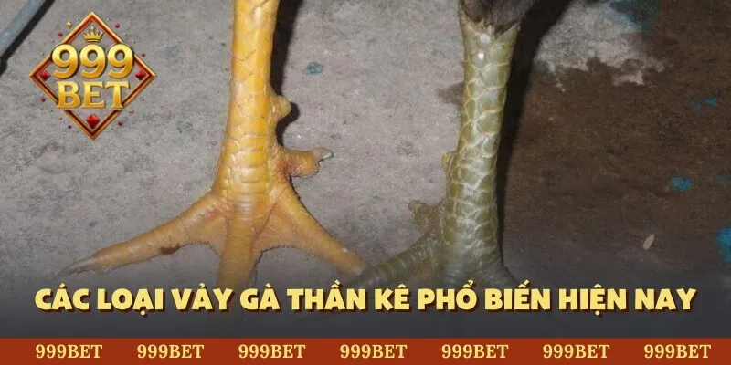 Các loại vảy gà thần kê phổ biến hiện nay